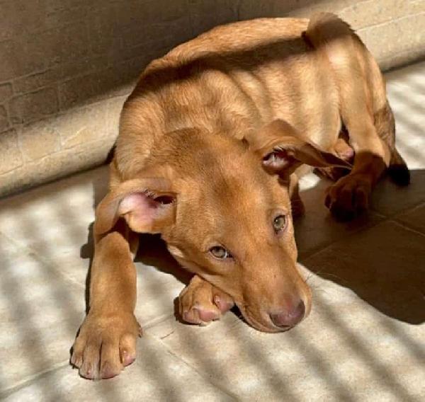 Cucciolo Paolo, 4 mesi Foto 2